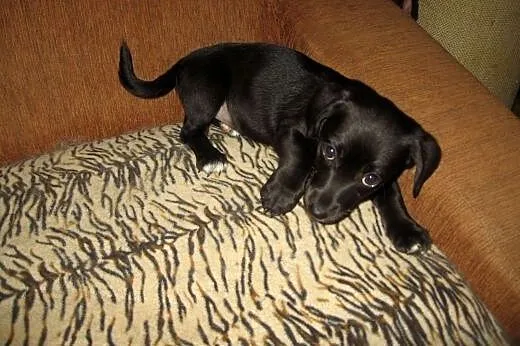 TINA-mix jamnika 3 miesiace,adopcja!!,  świętokrzy