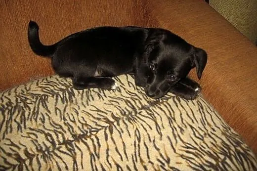 TINA-mix jamnika 3 miesiace,adopcja!!,  świętokrzy