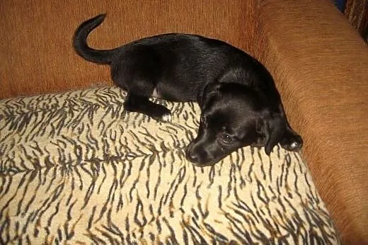 TINA-mix jamnika 3 miesiace,adopcja!!,  świętokrzy