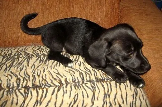 TINA-mix jamnika 3 miesiace,adopcja!!,  świętokrzy