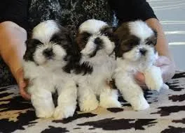 Shih_tzu Szczenięta shih tzu gotowe na nowy dom {{emanuellepatricia71@gmail.com}}