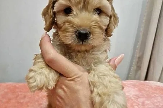Cockapoo szczeniaki cockapoo