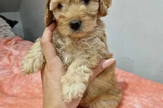 Cockapoo szczeniaki cockapoo, Świętokrzyskie, Sandomierz