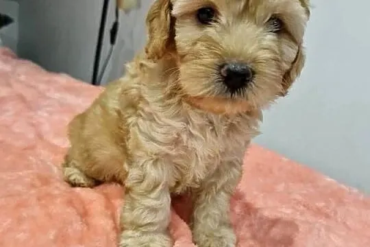 Cockapoo szczeniaki cockapoo, Świętokrzyskie, Sandomierz