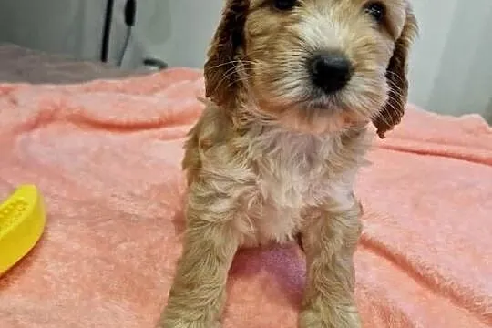 Cockapoo szczeniaki cockapoo, Świętokrzyskie, Sandomierz
