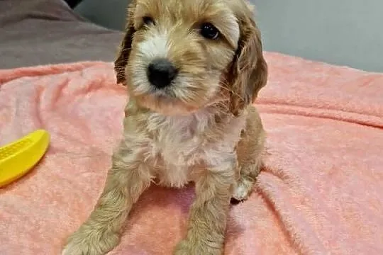 Cockapoo szczeniaki cockapoo, Świętokrzyskie, Sandomierz