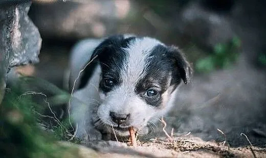 Suczka i piesek- mix BORDER COLLIE , śląskie Kato
