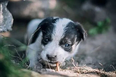 Suczka i piesek- mix BORDER COLLIE ,  śląskie Kato