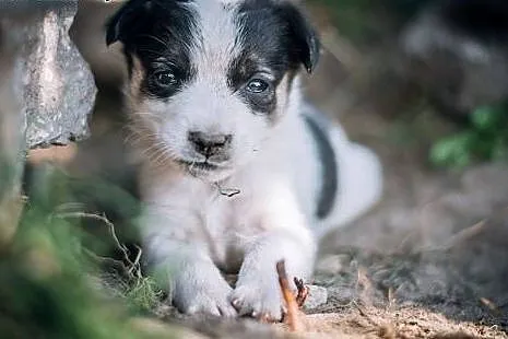 Suczka i piesek- mix BORDER COLLIE ,  śląskie Kato