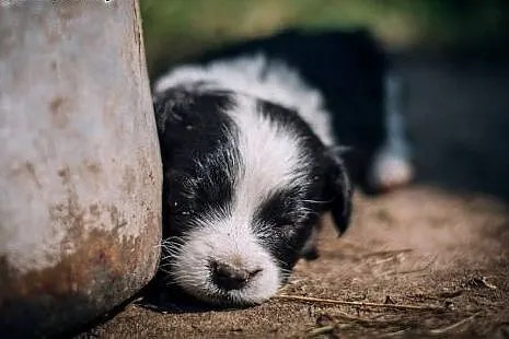 Suczka i piesek- mix BORDER COLLIE ,  śląskie Kato