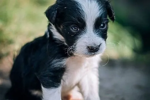 Suczka i piesek- mix BORDER COLLIE ,  śląskie Kato