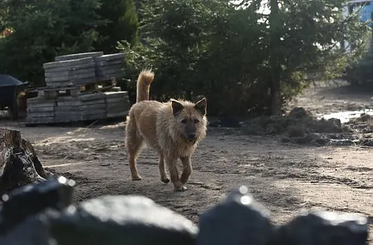Lejdi, młoda suczka o nieprzeciętnej urodzie do po
