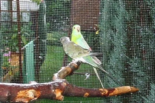 Papugi rozne