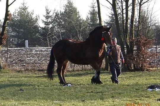Sprzedam