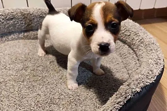Jack Russell terrier, Łódzkie, Piątek