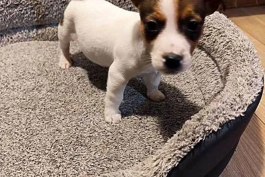 Jack Russell terrier, Łódzkie, Piątek