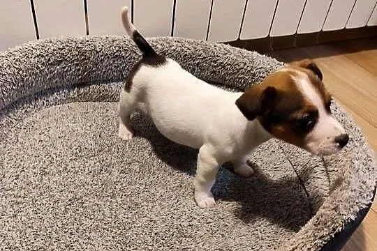 Jack Russell terrier, Łódzkie, Piątek