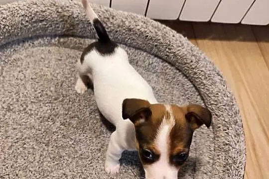 Jack Russell terrier, Łódzkie, Piątek