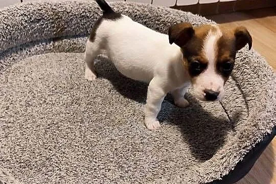 Jack Russell terrier, Łódzkie, Piątek