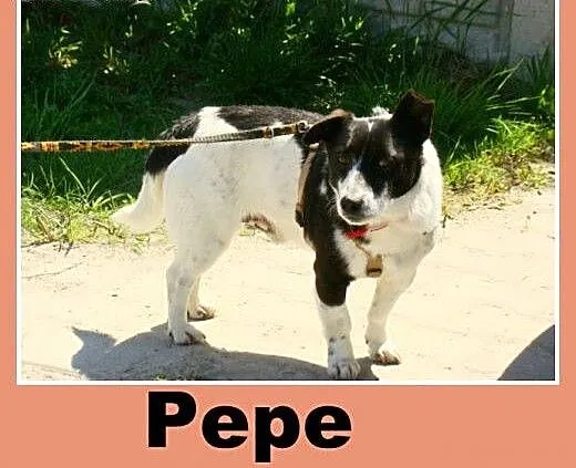 Mały, cichy piesek Pepe -adopcja, dolnośląskie Wr