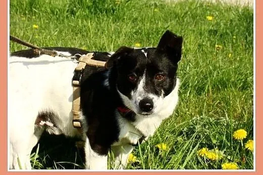 Mały, cichy piesek Pepe -adopcja,  dolnośląskie Wr