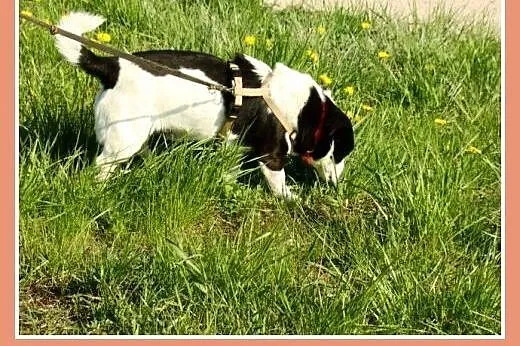 Mały, cichy piesek Pepe -adopcja,  dolnośląskie Wr