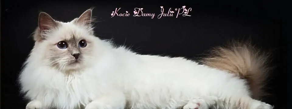 RAGDOLL - zapowiedź miotu - Sulechów k.Zielonej Gó