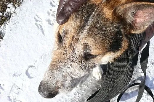 Dramat psa po śmierci właściciela !!!,  Kundelki c