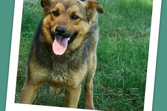 Młody, waga 12 kg ,energiczny pies RUDY,kontaktowy