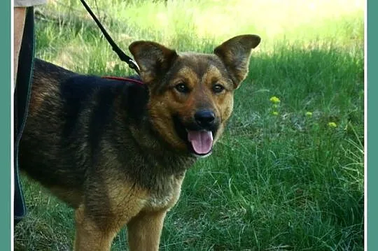 Młody, waga 12 kg ,energiczny pies RUDY,kontaktowy