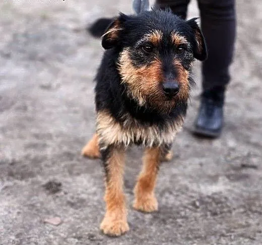 Bercik- pokochaj tego pozytywnie zakręconego psa,