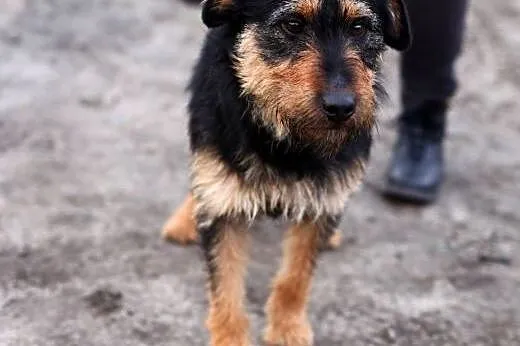 Bercik- pokochaj tego pozytywnie zakręconego psa, 