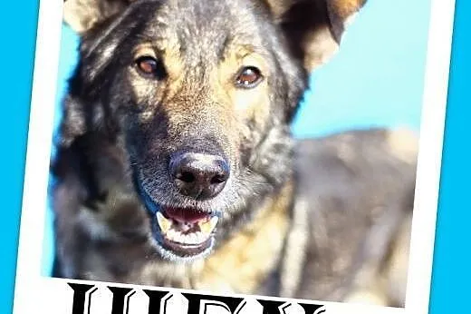 Wilczasty,duży,posłuszny pies HIEN,czujny stróż,wi