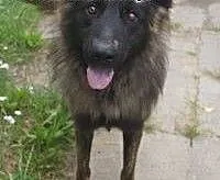 Wolf piękny owczarek poleca się do adopcji , Owcz