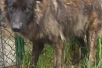 Wolf piękny owczarek poleca się do adopcji ,  Owcz