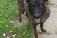 Wolf piękny owczarek poleca się do adopcji ,  Owcz