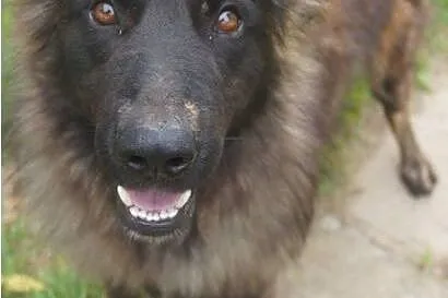 Wolf piękny owczarek poleca się do adopcji ,  Owcz