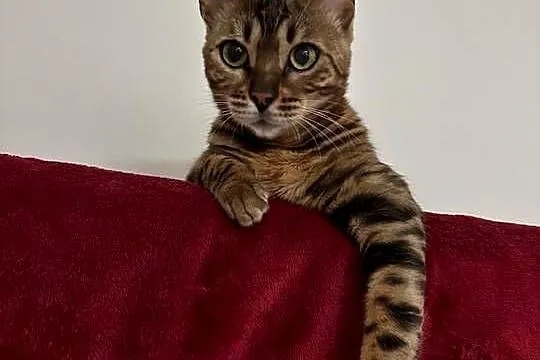 Kot Bengalski (Kotka 1,5 roku)