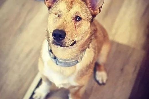 Baścik - mały, smypatyczny, młody - do adopcji,  m