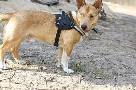 Baścik - mały, smypatyczny, młody - do adopcji,  m