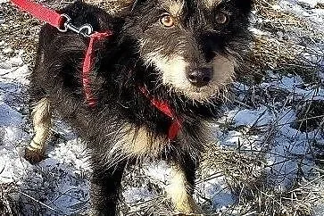 HUCZKA,8kg,terier mix,mała,młoda,łagodna,sterylizowana suczka.ADOPCJA, Łódzkie, Łódź