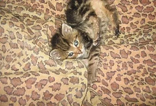 Brązowy marmurek 6 tyg,adopcja!!, świętokrzyskie