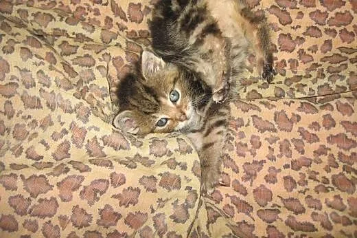 Brązowy marmurek 6 tyg,adopcja!!,  świętokrzyskie 