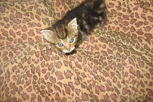 Brązowy marmurek 6 tyg,adopcja!!,  świętokrzyskie 