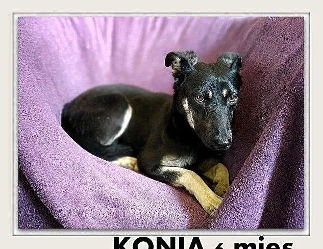 KONIA,suczka,szczeniak, Łódzkie, Łódź