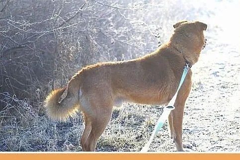 FIODOR, 40kg,duży,spokojny,zrównoważony pies do ad