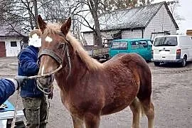 Źrebak 10 miesięczny masći kasztanowatej