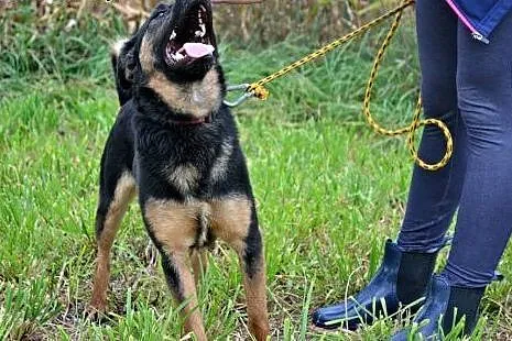 Ira młodziuteńka sunia szuka kochającego i odpowie