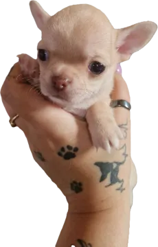 Cudny biszkoptowy piesek rasy Chihuahua o imiemiu Roni, , Nowa Ruda