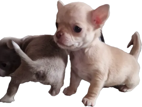 Cudny biszkoptowy piesek rasy Chihuahua o imiemiu Roni